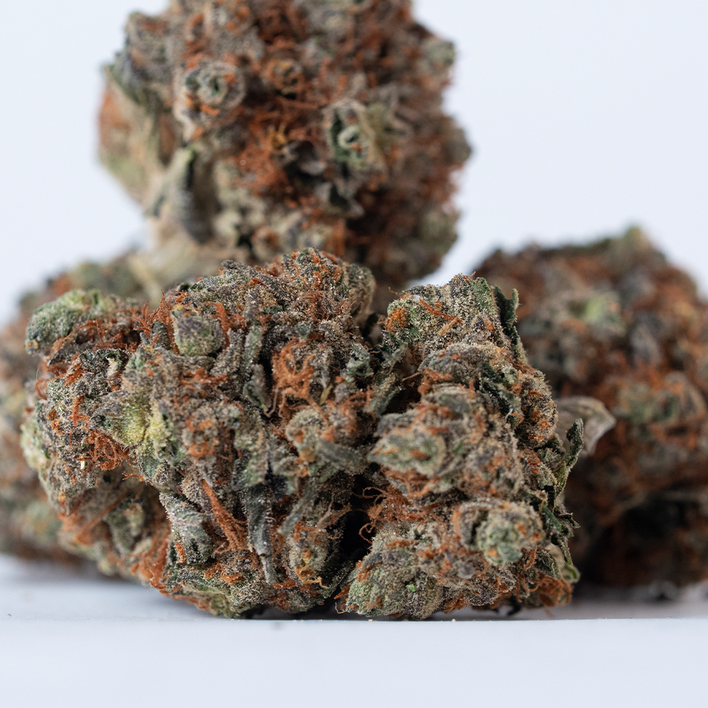 Julius Ceasar - 1000x1000 -11