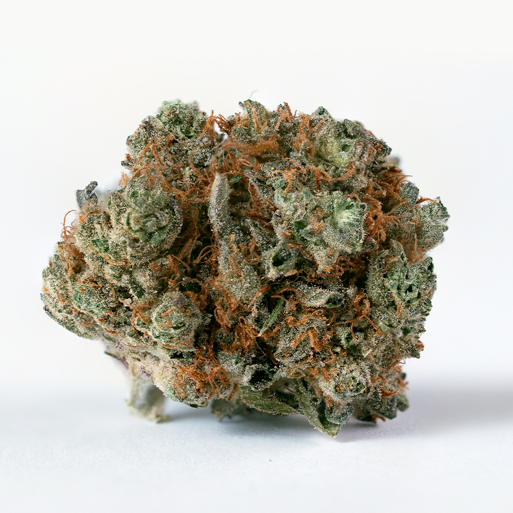 Julius Ceasar - 1000x1000 -15